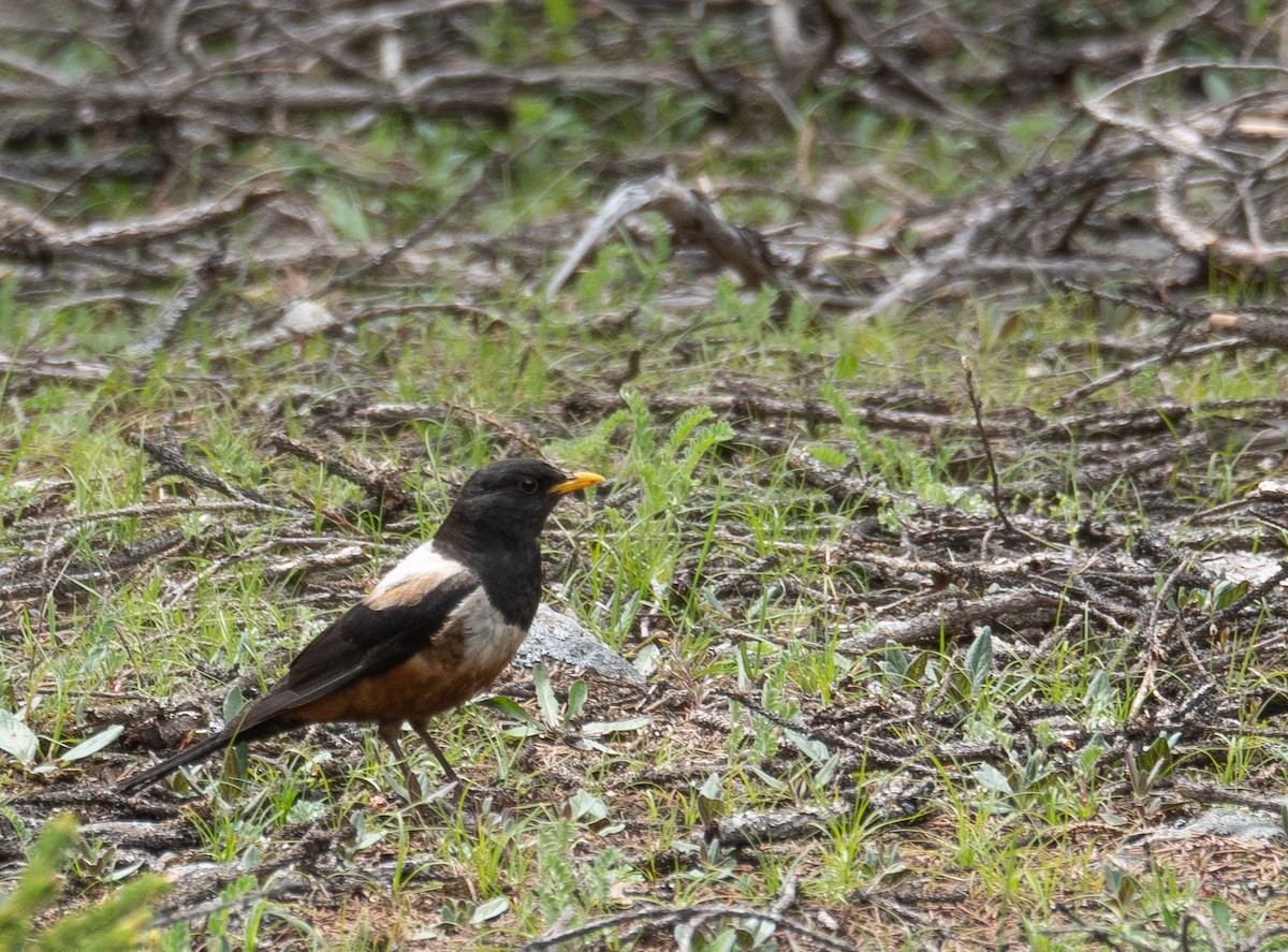 White-backed Thrush - ML644844662