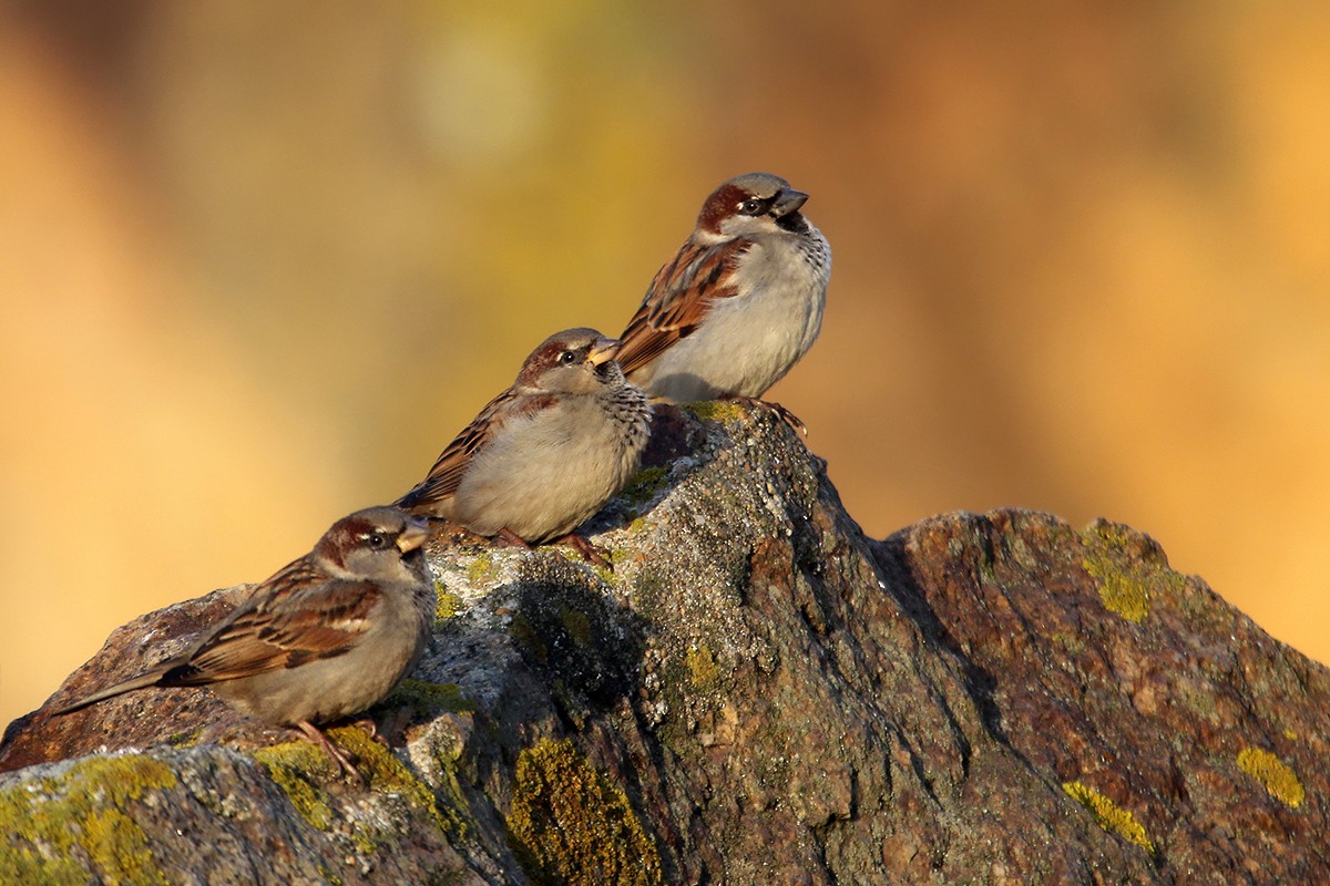 House Sparrow - ML644844673