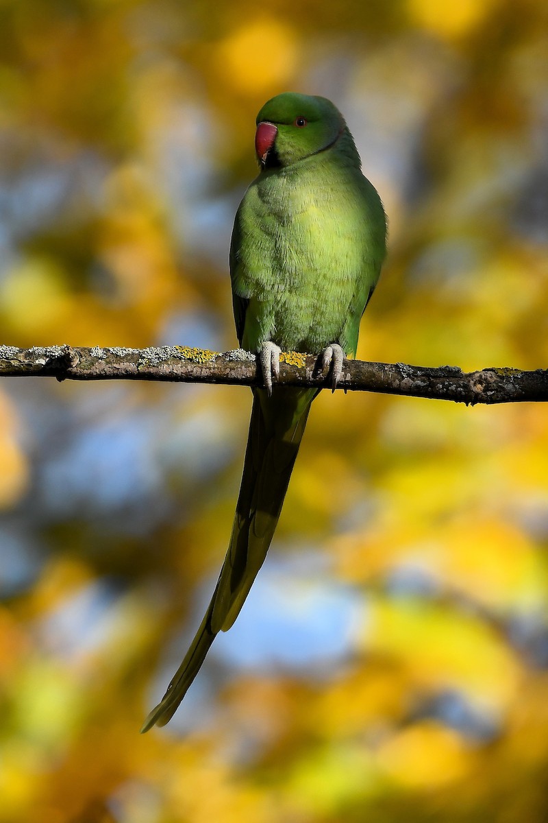 Rose-ringed Parakeet - ML644844674
