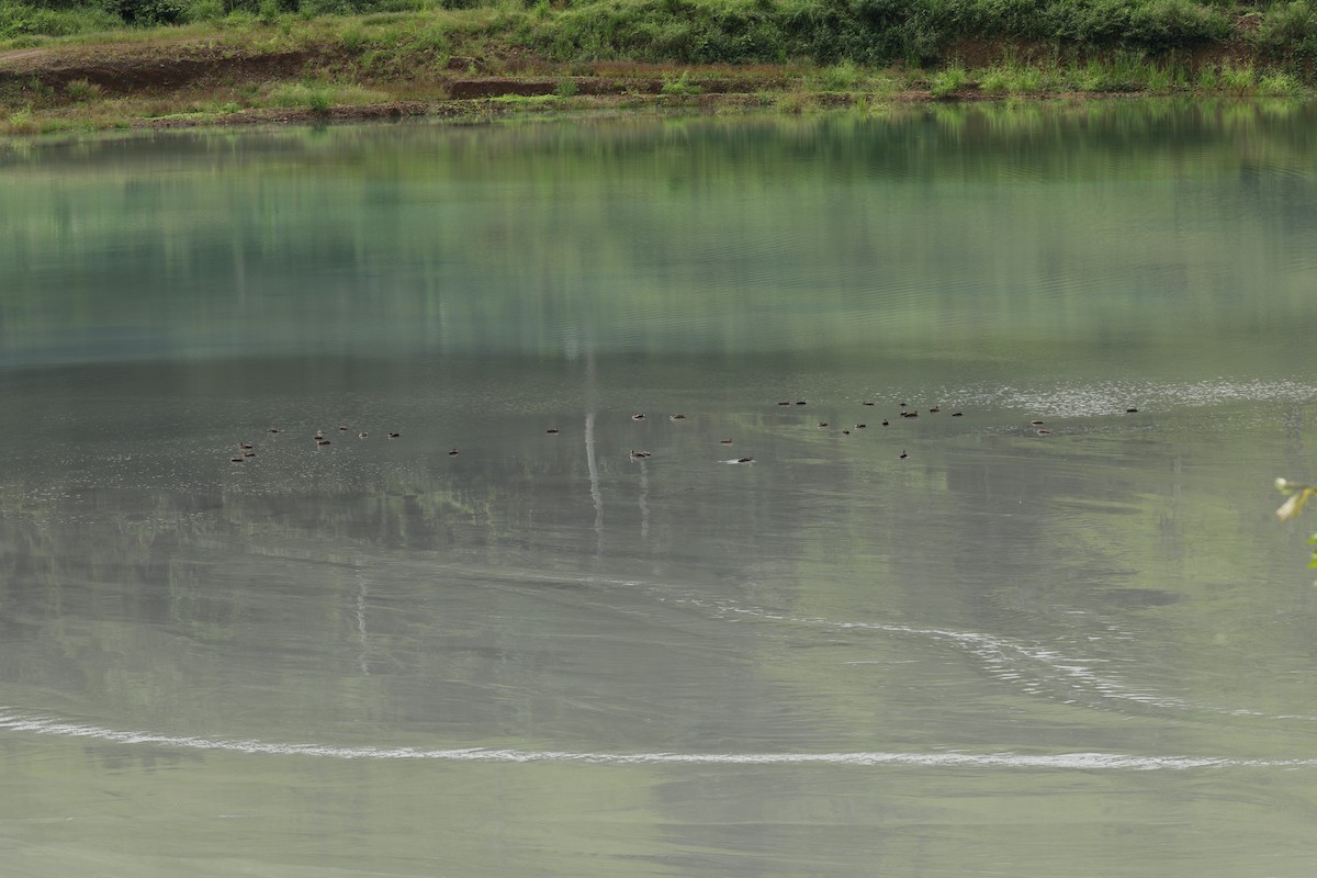 Augenbrauenente - ML644844675