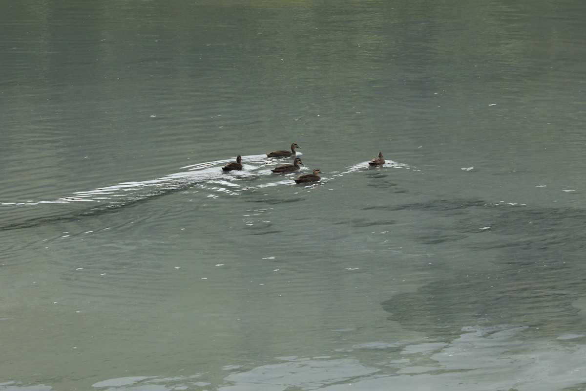 Augenbrauenente - ML644844676