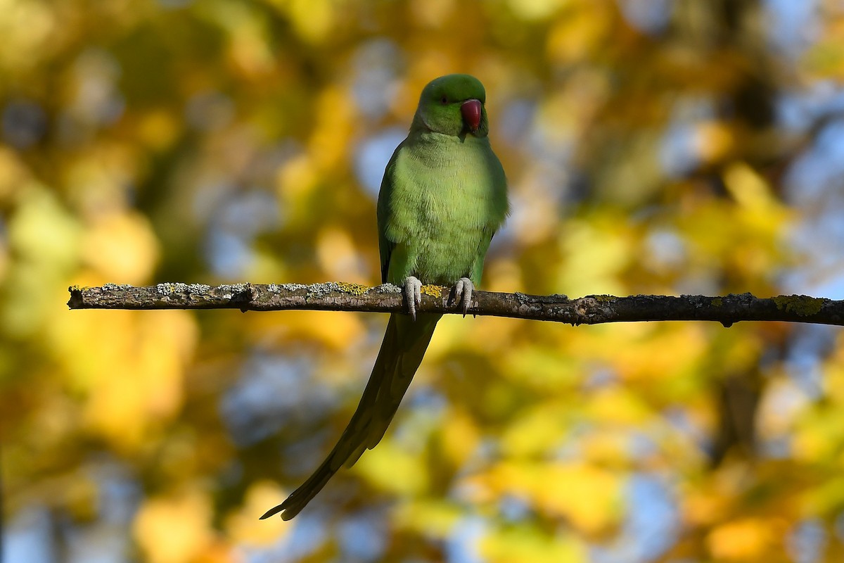 Rose-ringed Parakeet - ML644844678