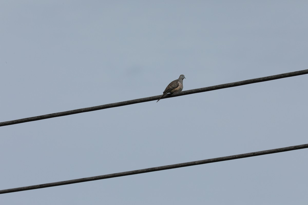 Friedenstäubchen - ML644844681