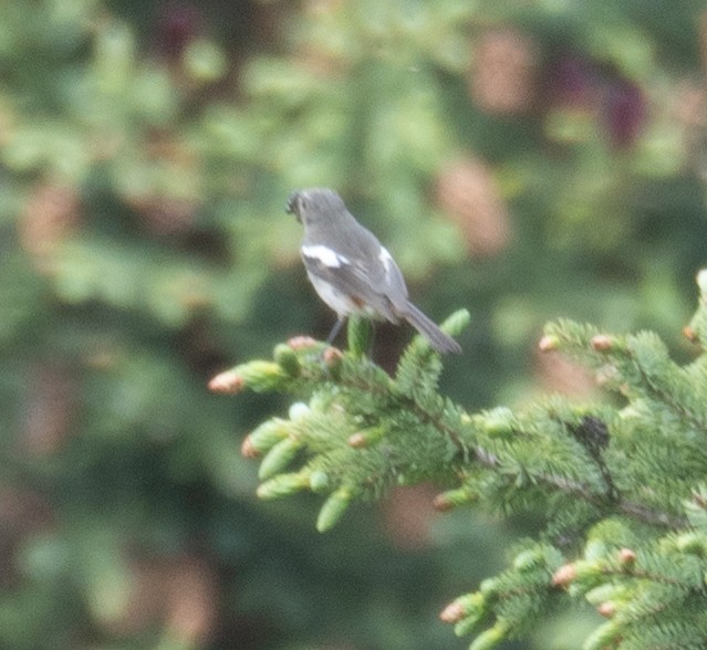 Ak Boğazlı Kızılkuyruk - ML644844682