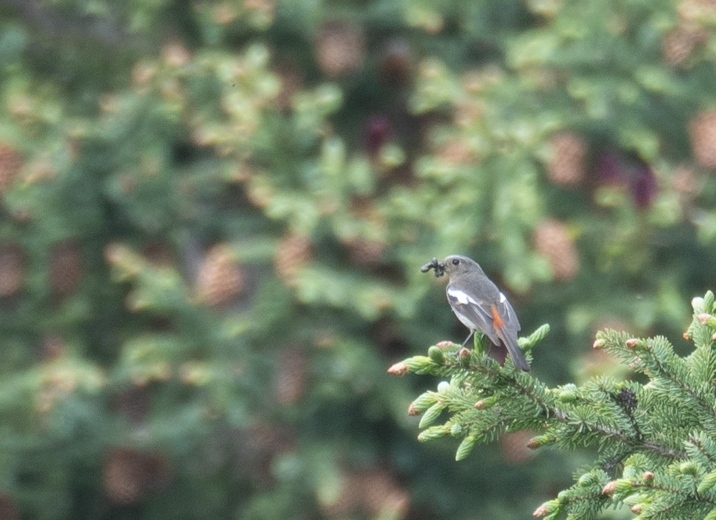 Ak Boğazlı Kızılkuyruk - ML644844683