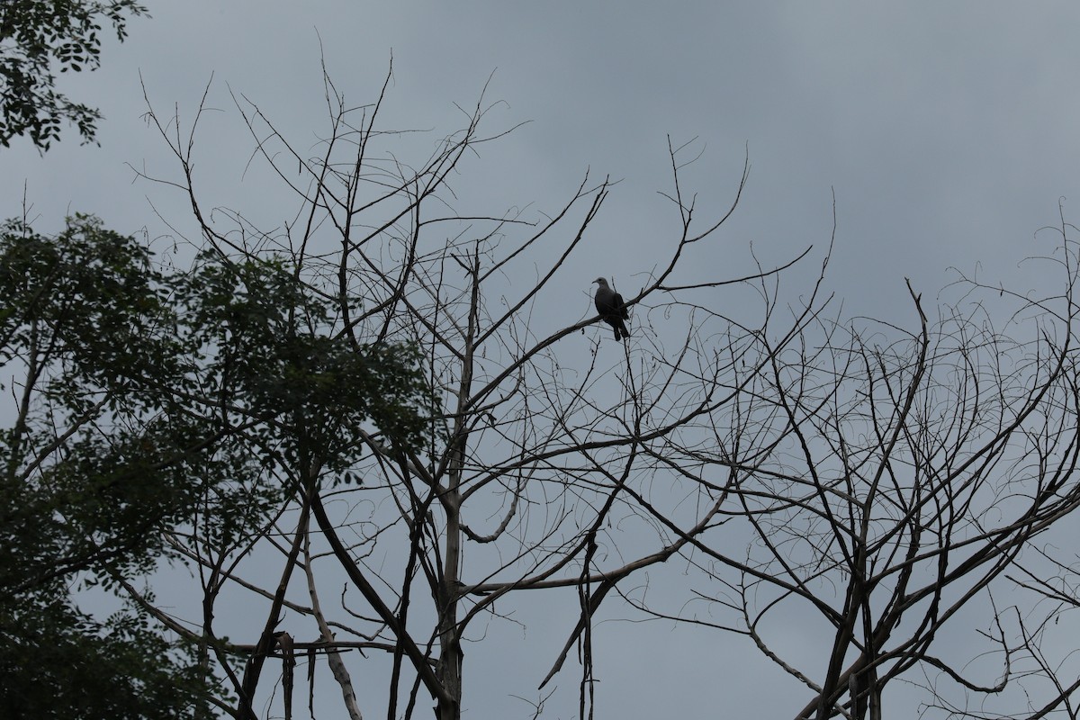 Pinonfruchttaube (pinon/jobiensis) - ML644844690