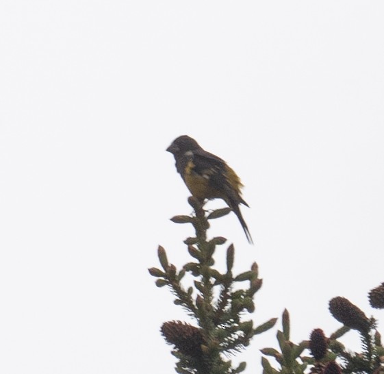 White-winged Grosbeak - ML644844691