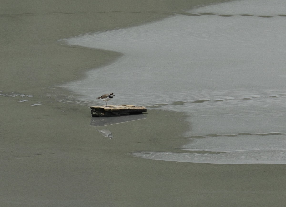 Flussregenpfeifer - ML644844695