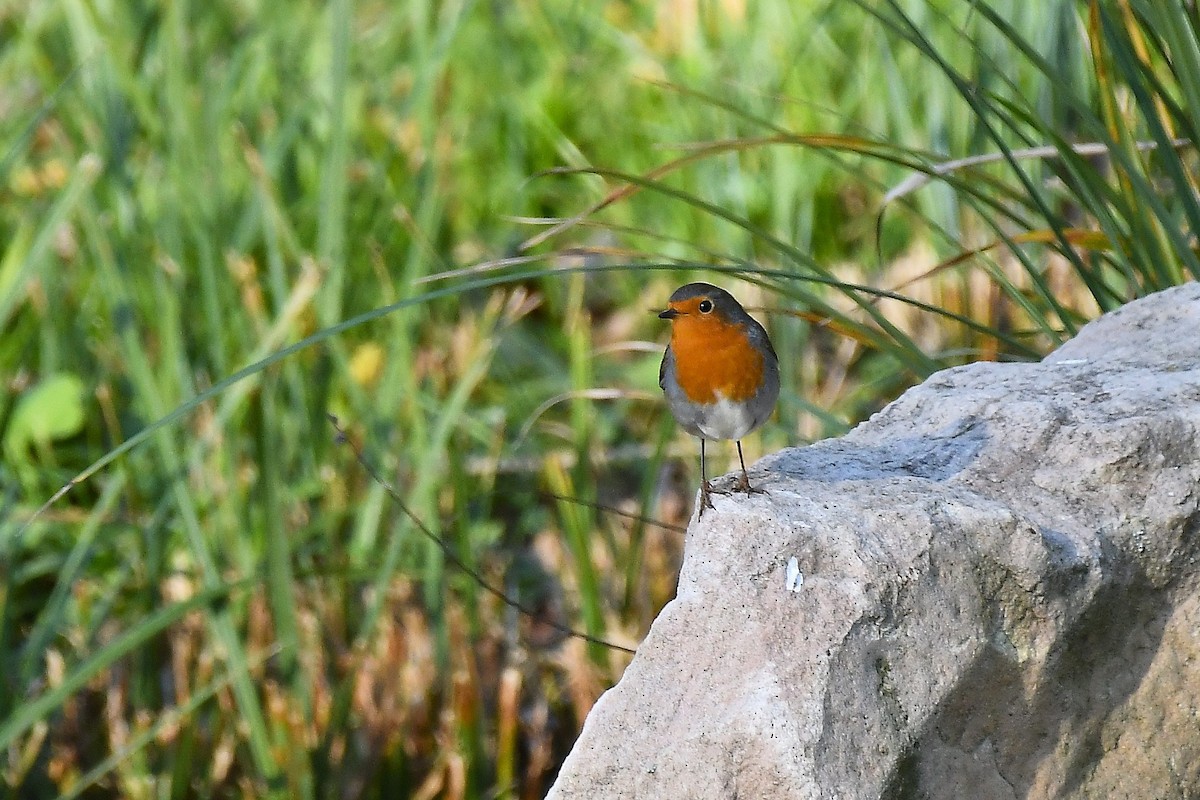 European Robin - ML644844697