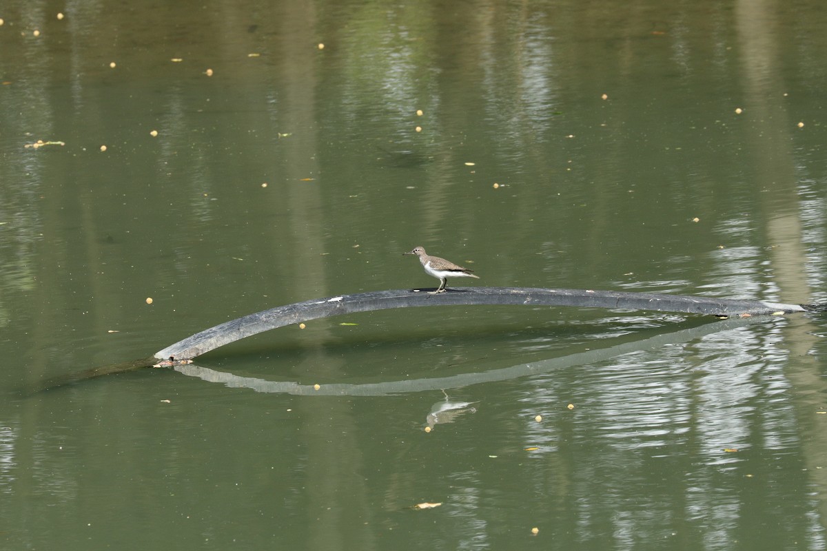 Flussuferläufer - ML644844707