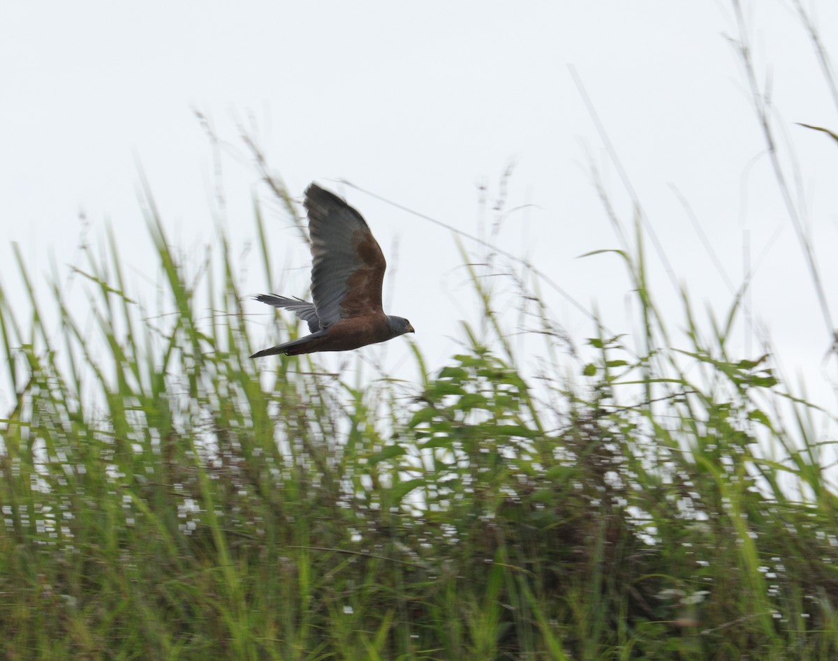 protevshauk - ML644844716