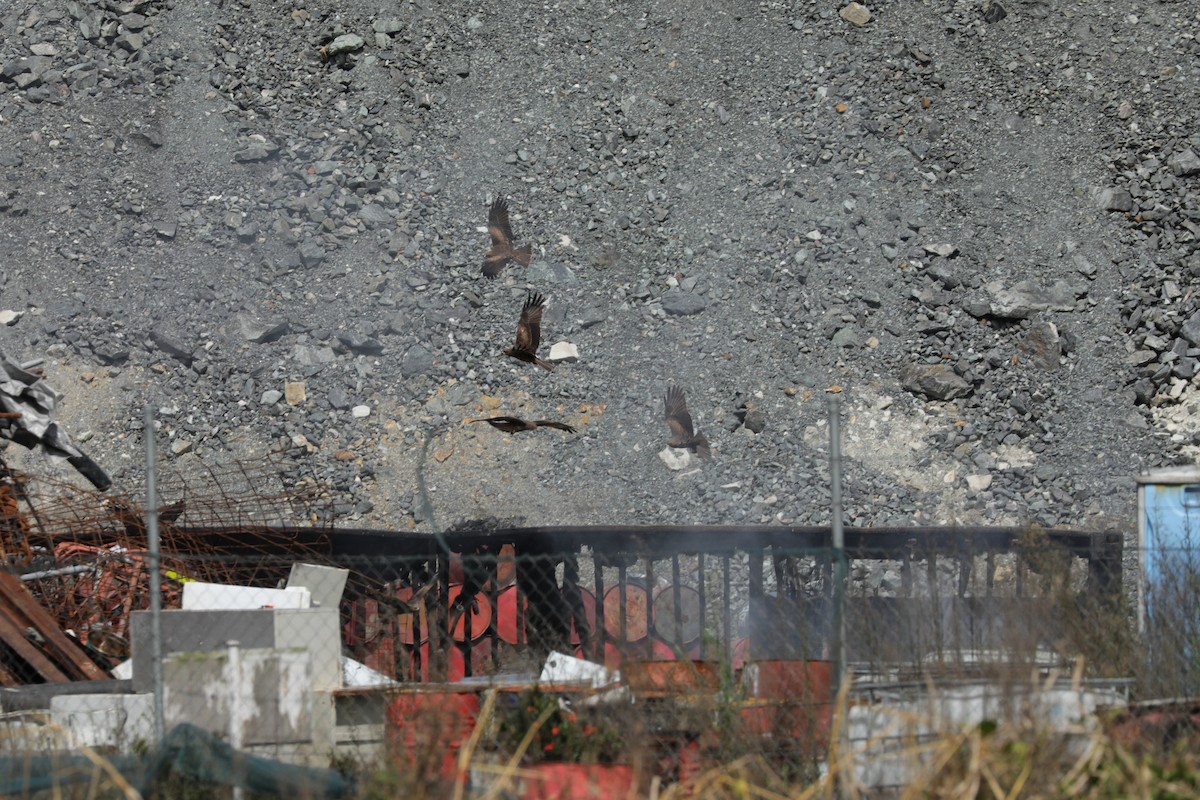 Schwarzmilan - ML644844719