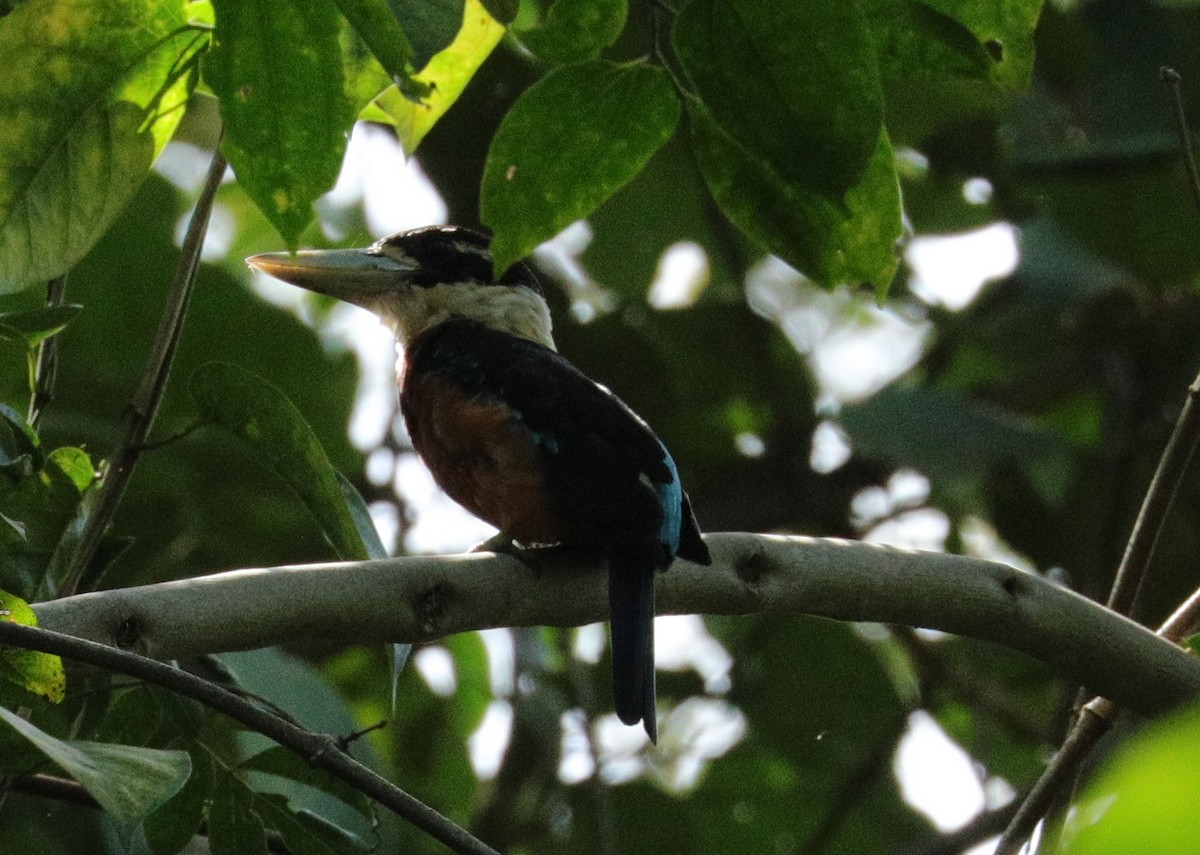 Rotbauchliest - ML644844720