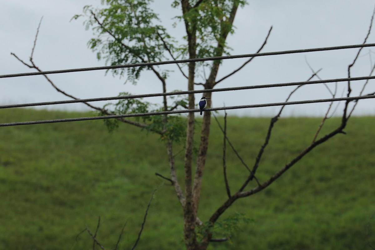 Forest Kingfisher - ML644844723