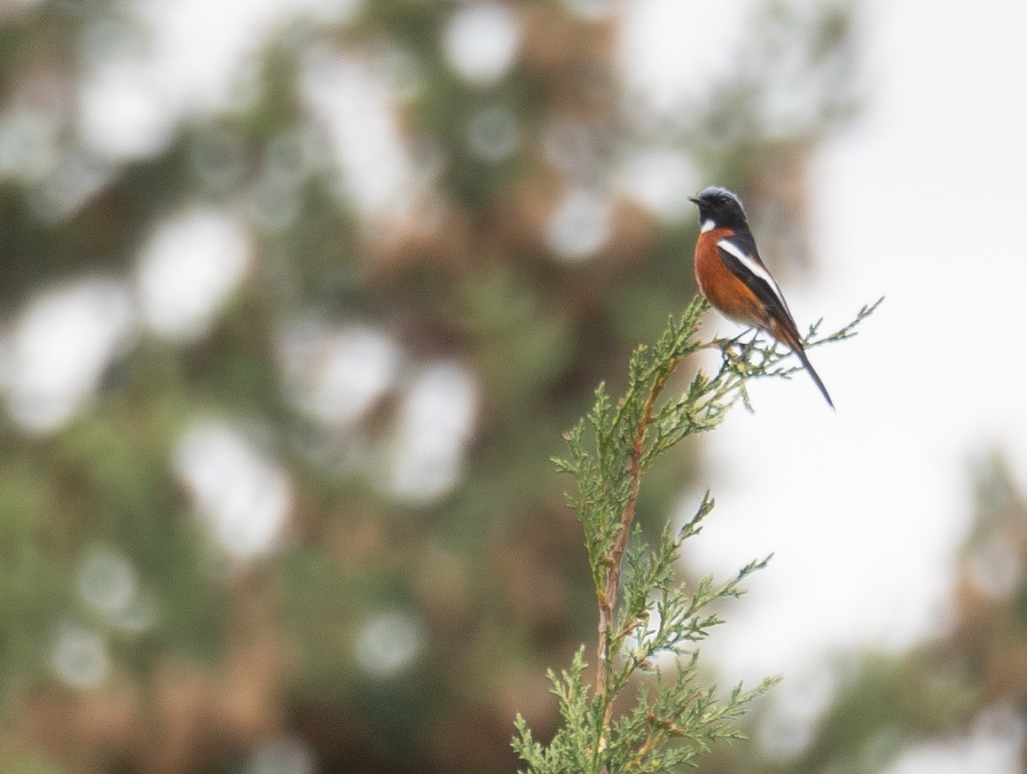 Ak Boğazlı Kızılkuyruk - ML644844724