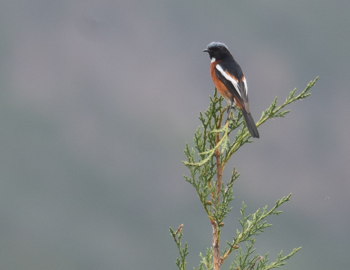 Ak Boğazlı Kızılkuyruk - ML644844725