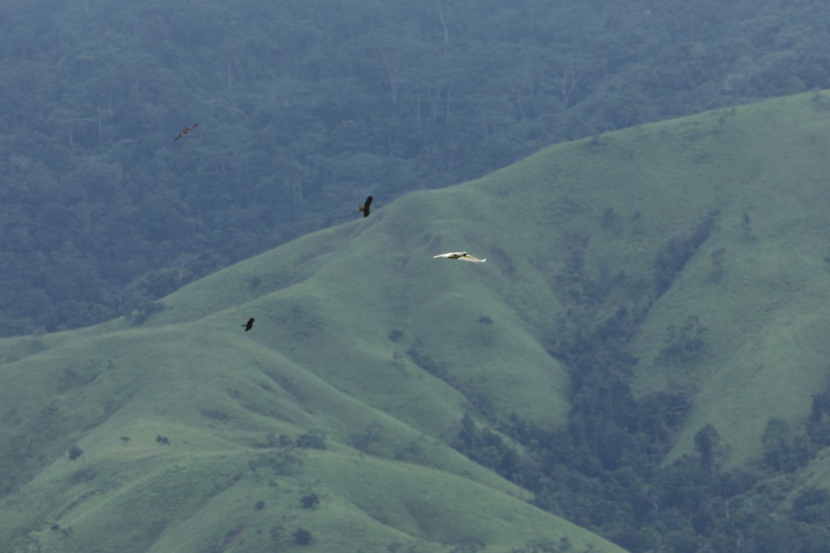 Gelbhaubenkakadu - ML644844727