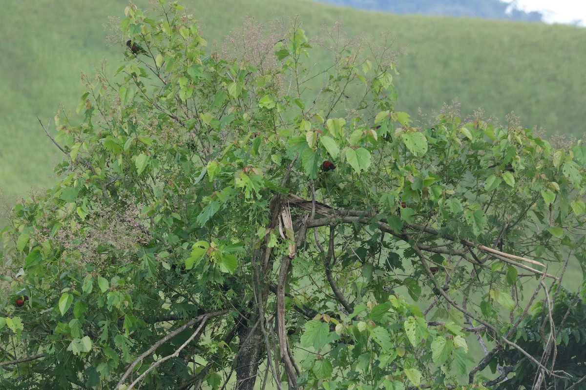 rainbow lorikeet sp. - ML644844777