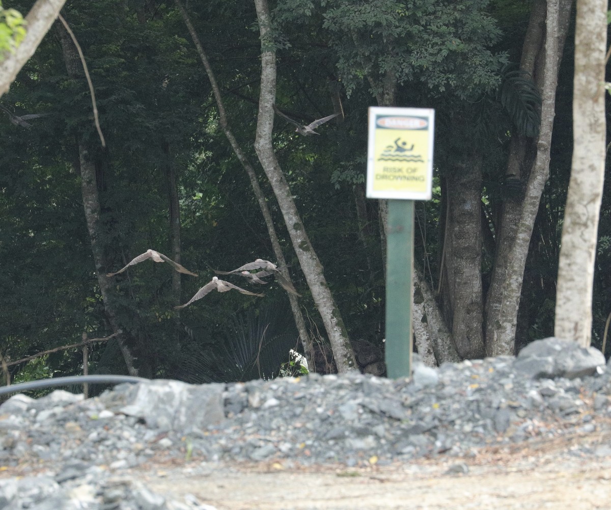 Zwerglederkopf - ML644844780