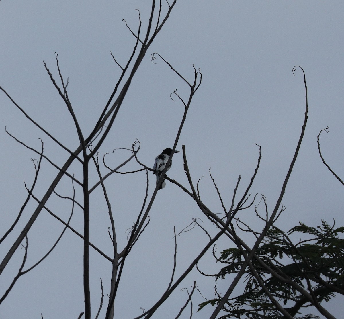 Papuakrähenstar - ML644844783