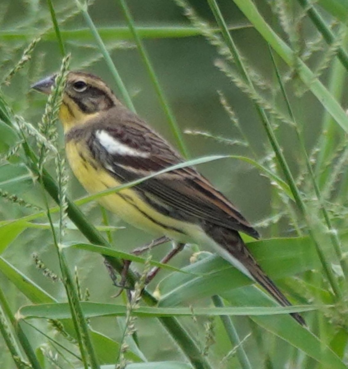 Дубровник - ML644844787