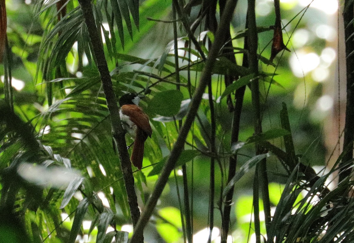 Glanzmonarch - ML644844792