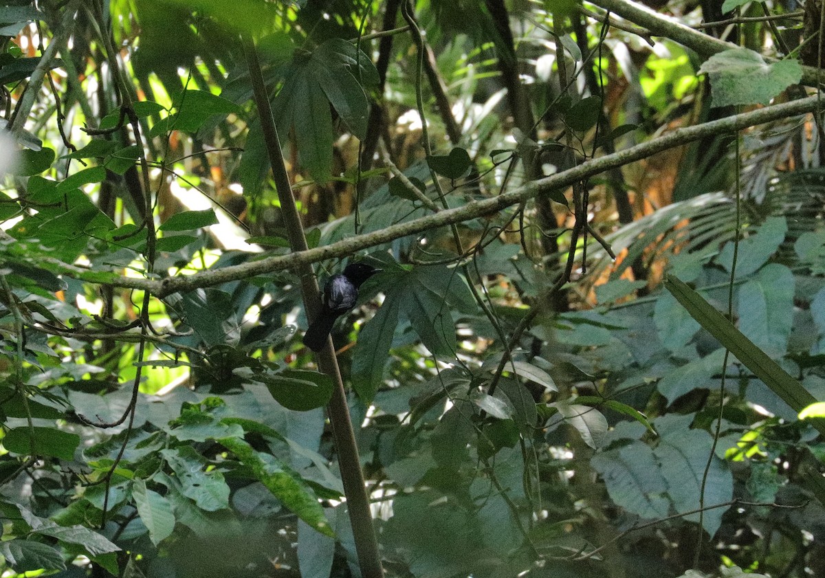 Glanzmonarch - ML644844793