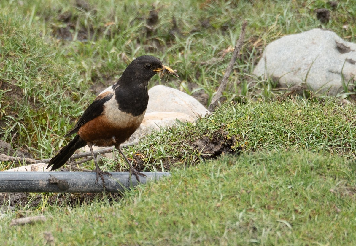 White-backed Thrush - ML644844797