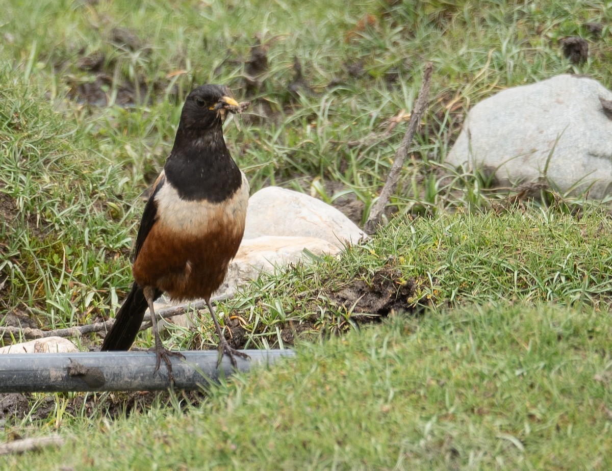 White-backed Thrush - ML644844798