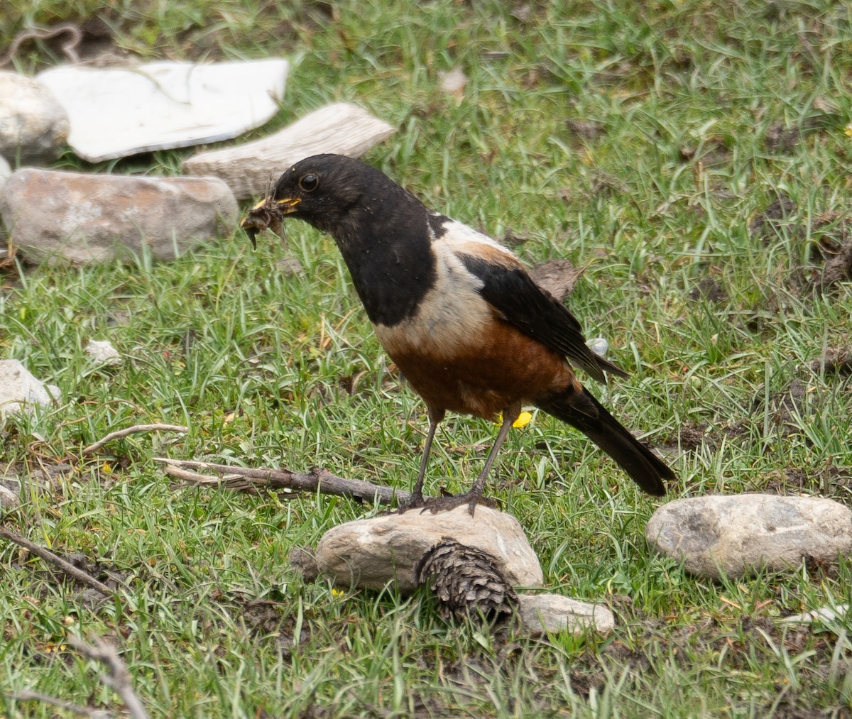 White-backed Thrush - ML644844799