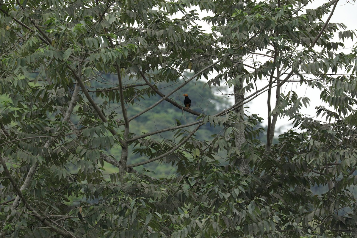 Yellow-faced Myna - ML644844801