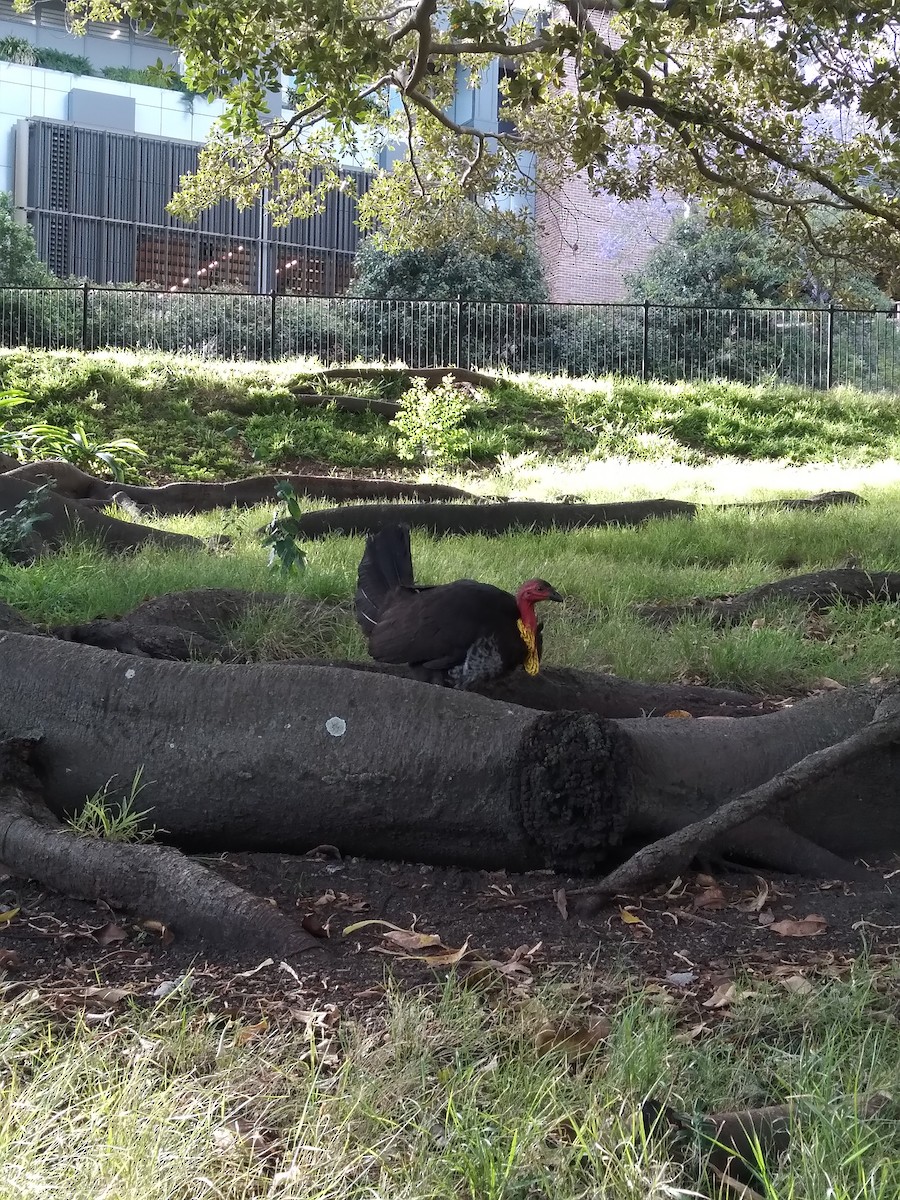 Australian Brushturkey - ML644844804