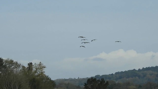 Common Crane - ML644844823