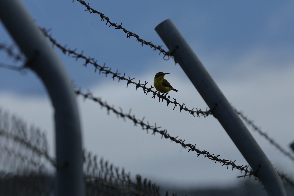 Sahul Sunbird - ML644844824