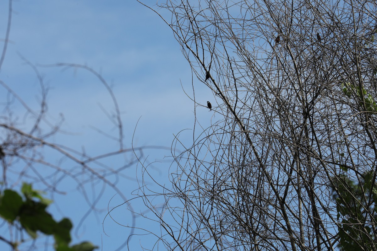 Braunbrustnonne - ML644844827