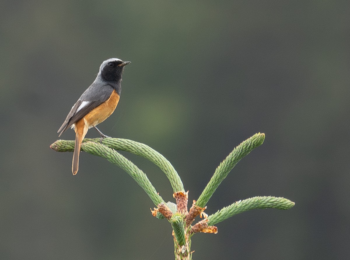 Hodgson's Redstart - ML644844847