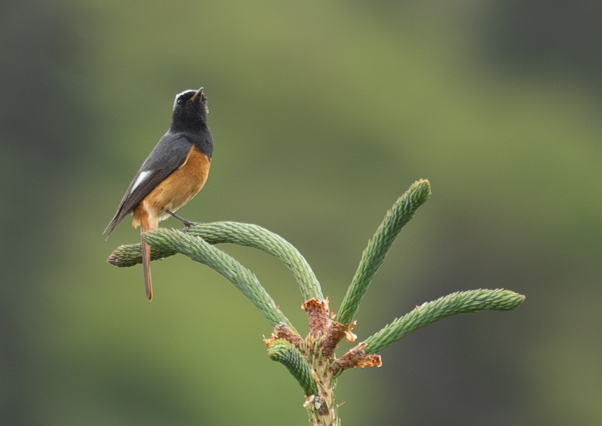 Hodgson's Redstart - ML644844848