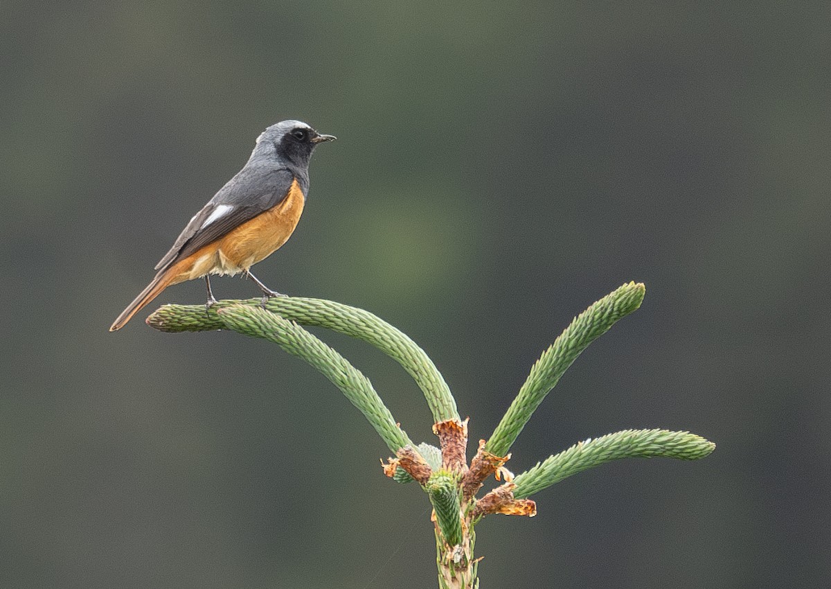 Hodgson's Redstart - ML644844849