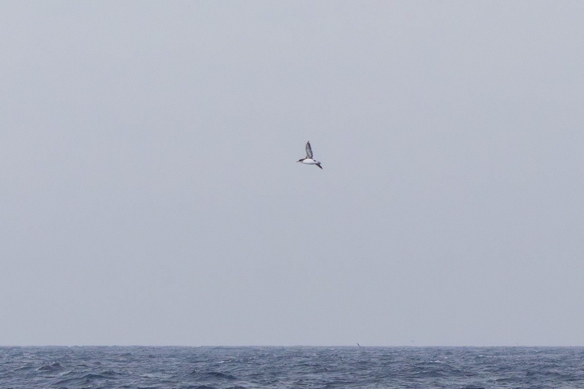 Gabai hegal-arina - ML644844869