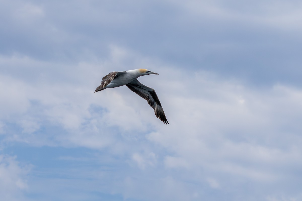 Australasian Gannet - ML644844870