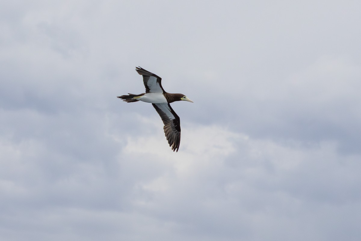 Brown Booby - ML644844873