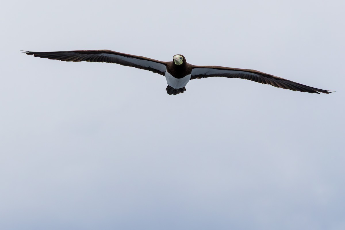 Brown Booby - ML644844874