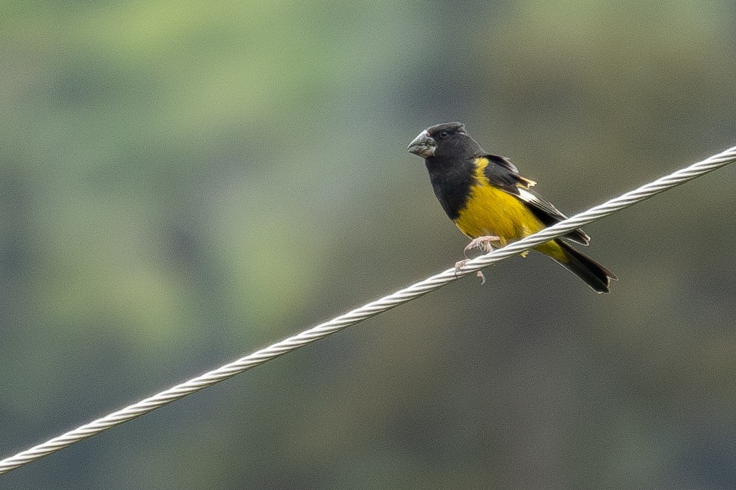 White-winged Grosbeak - ML644844878