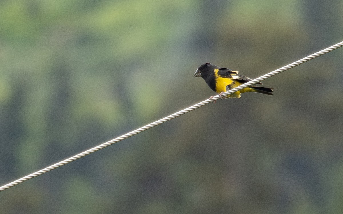 White-winged Grosbeak - ML644844879