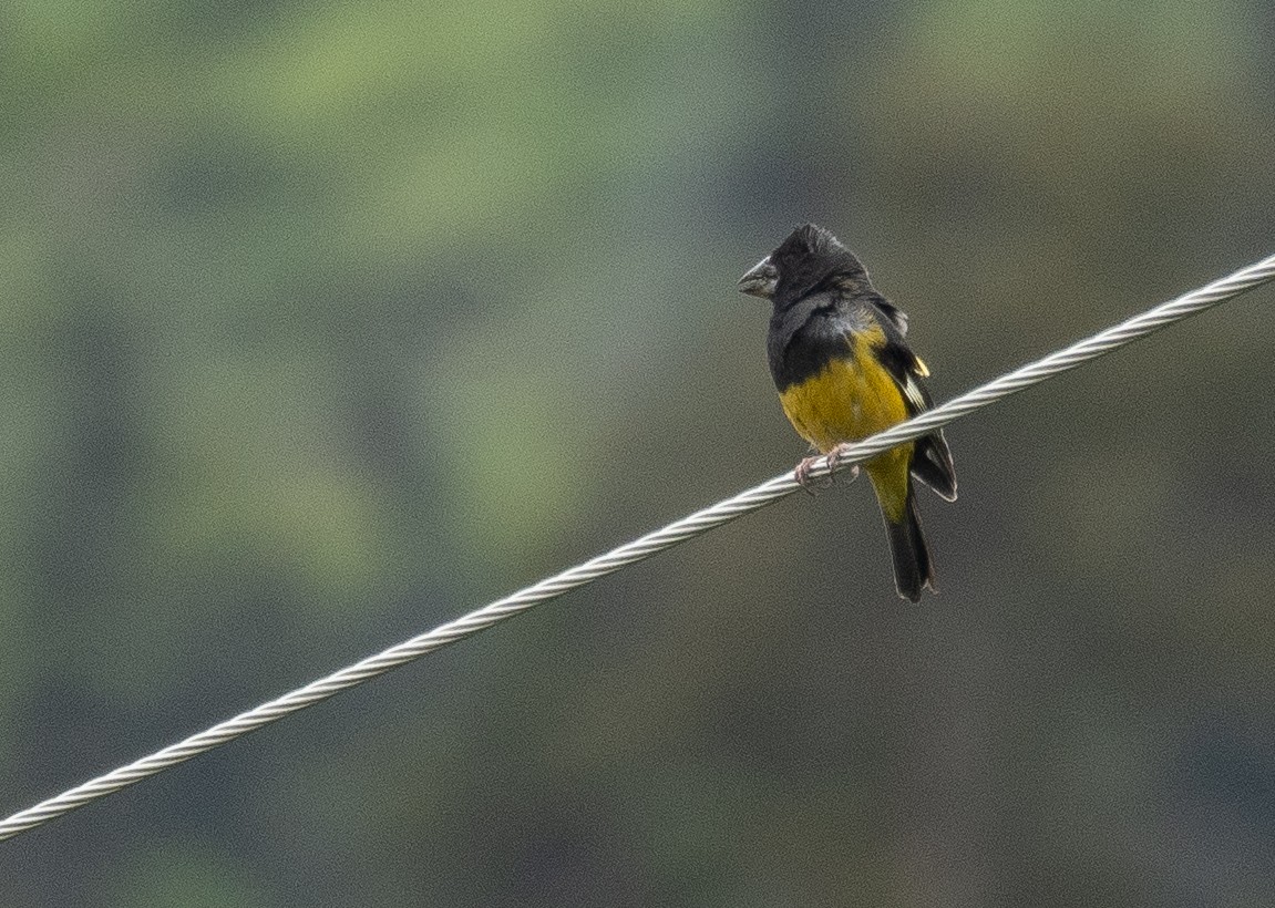 White-winged Grosbeak - ML644844880