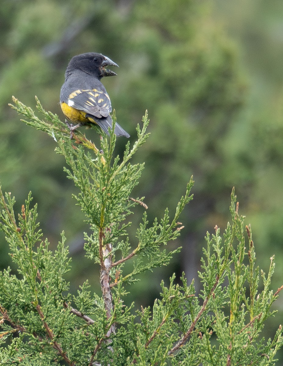 White-winged Grosbeak - ML644844881