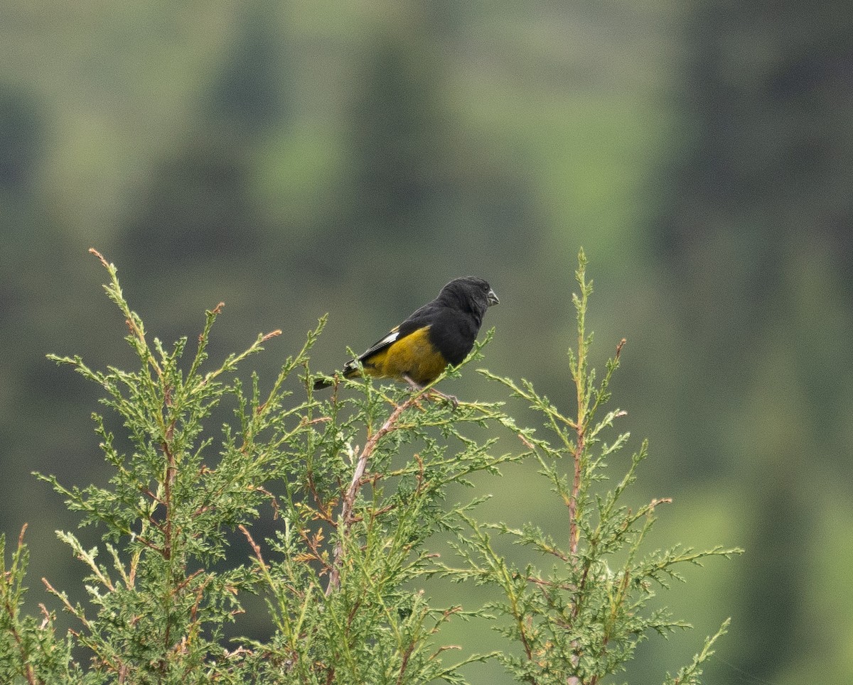 White-winged Grosbeak - ML644844882