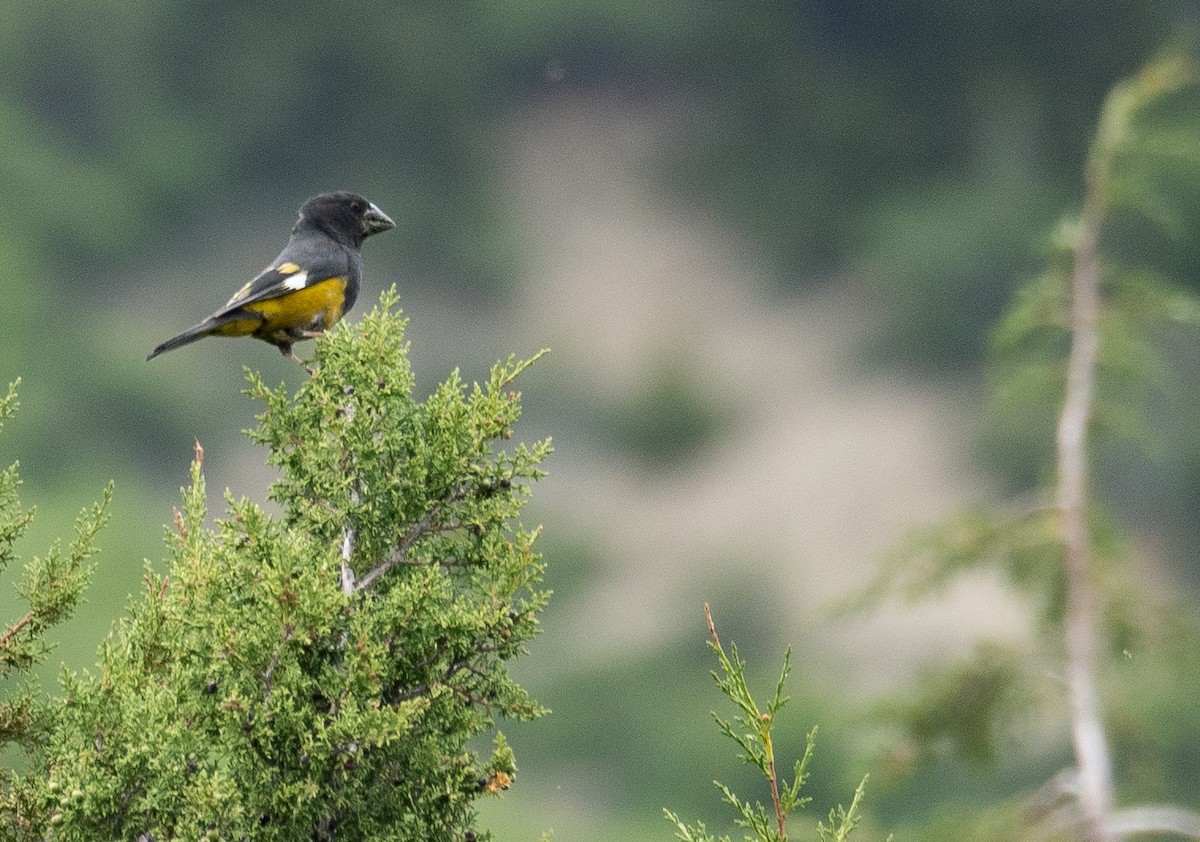 White-winged Grosbeak - ML644844883