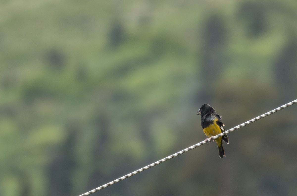 White-winged Grosbeak - ML644844884