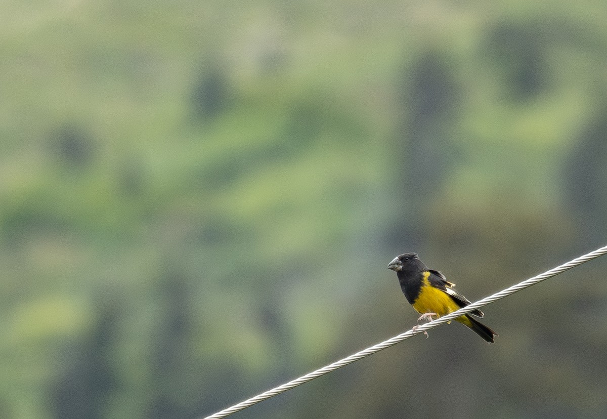 White-winged Grosbeak - ML644844885